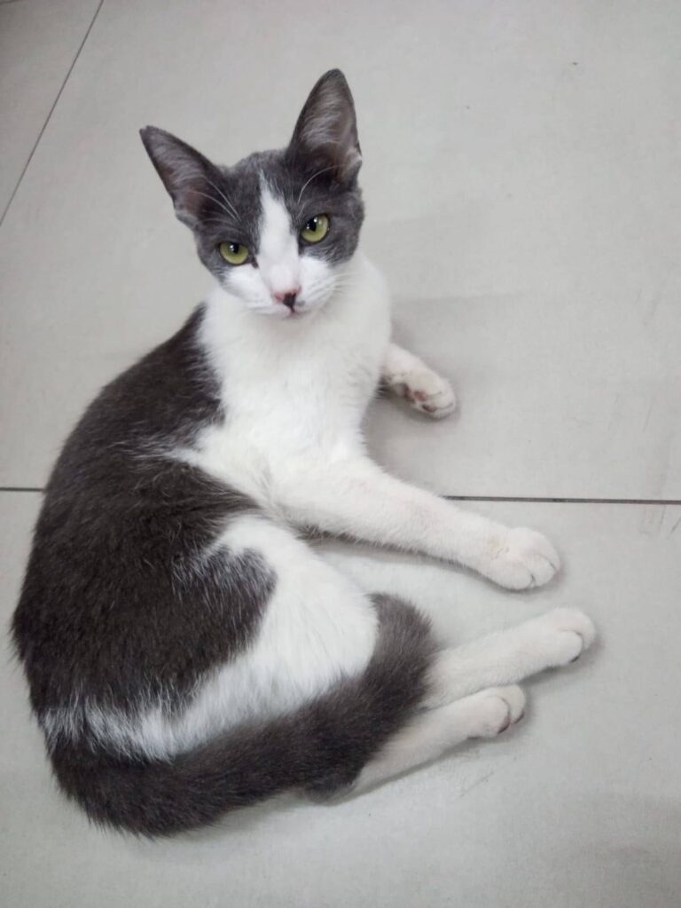 Rana - Gatinha Para Adoção
