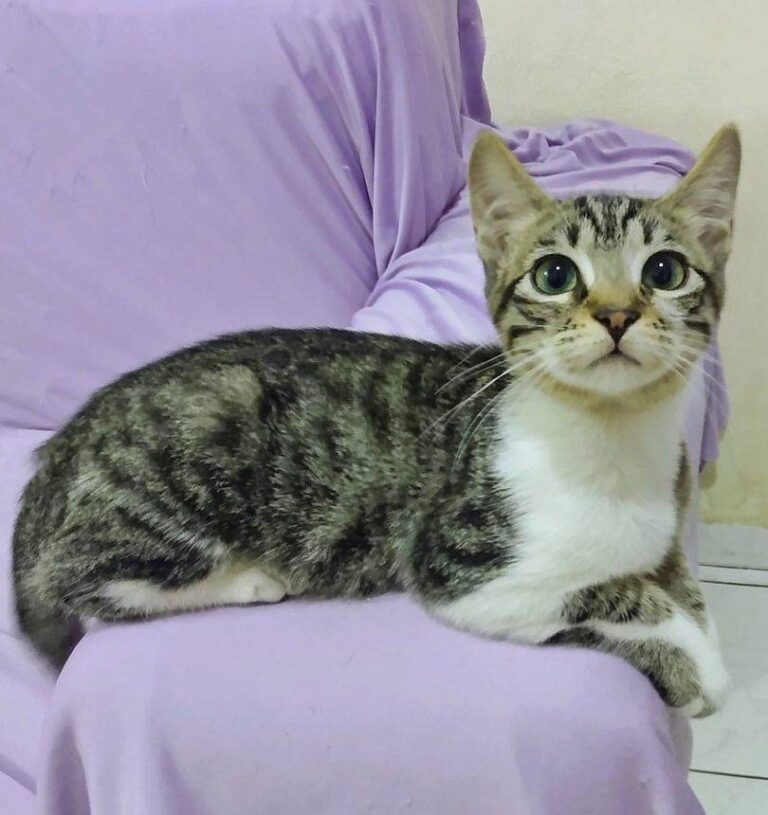 Lupi - Gato Adulto Porte Pequeno
