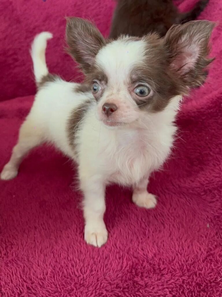 Chihuahua