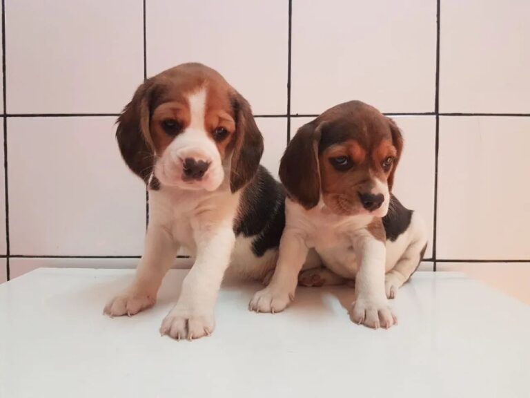 Beagle