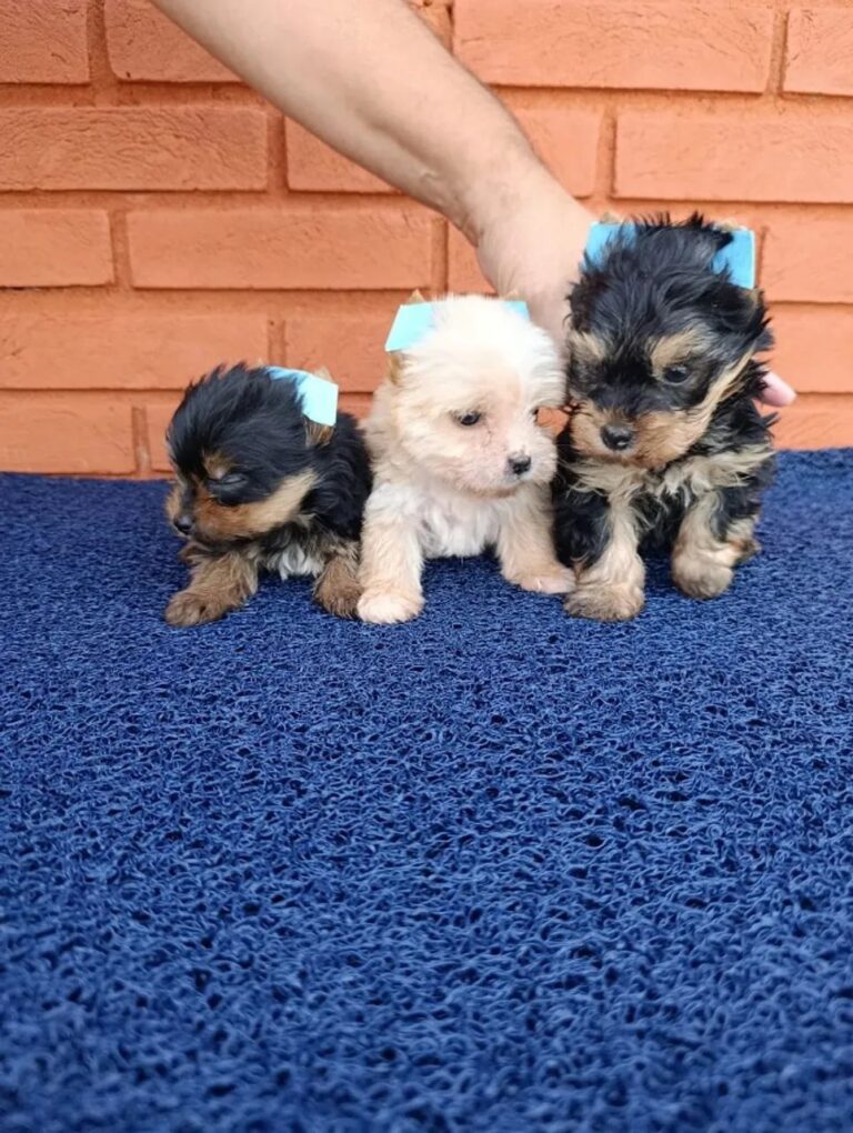 Yorkshire Terrier