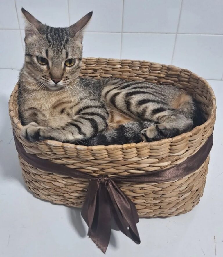 Gatinhos para adoção conjunta