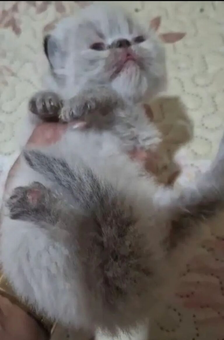 Lindos gatos persas para