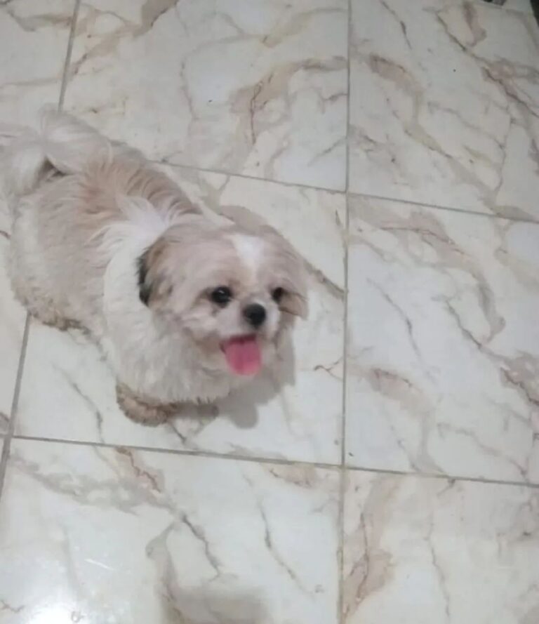 Shih Tzu