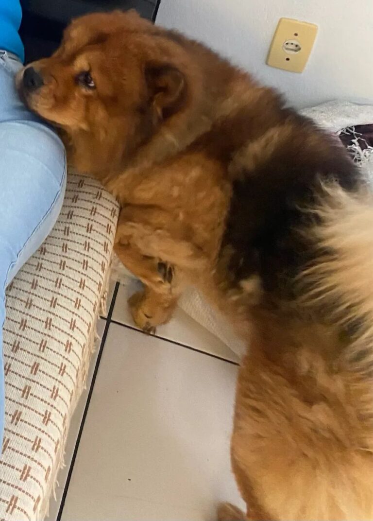 Chow-Chow